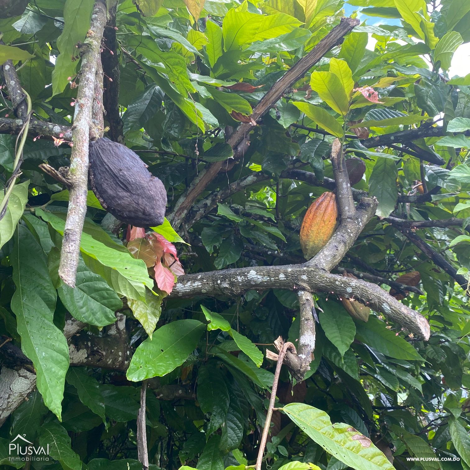 Venta de Finca Agrícola y Minera en Cotuí 232854