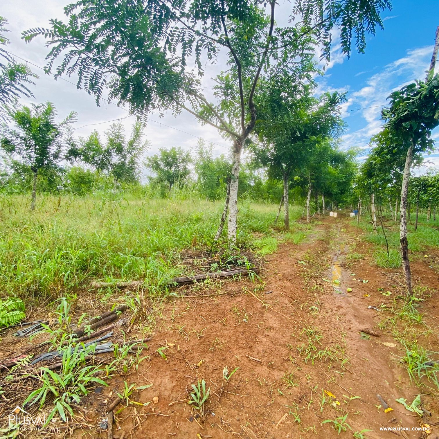 Venta de Finca Forestal en Cevicos Cotuí 232905