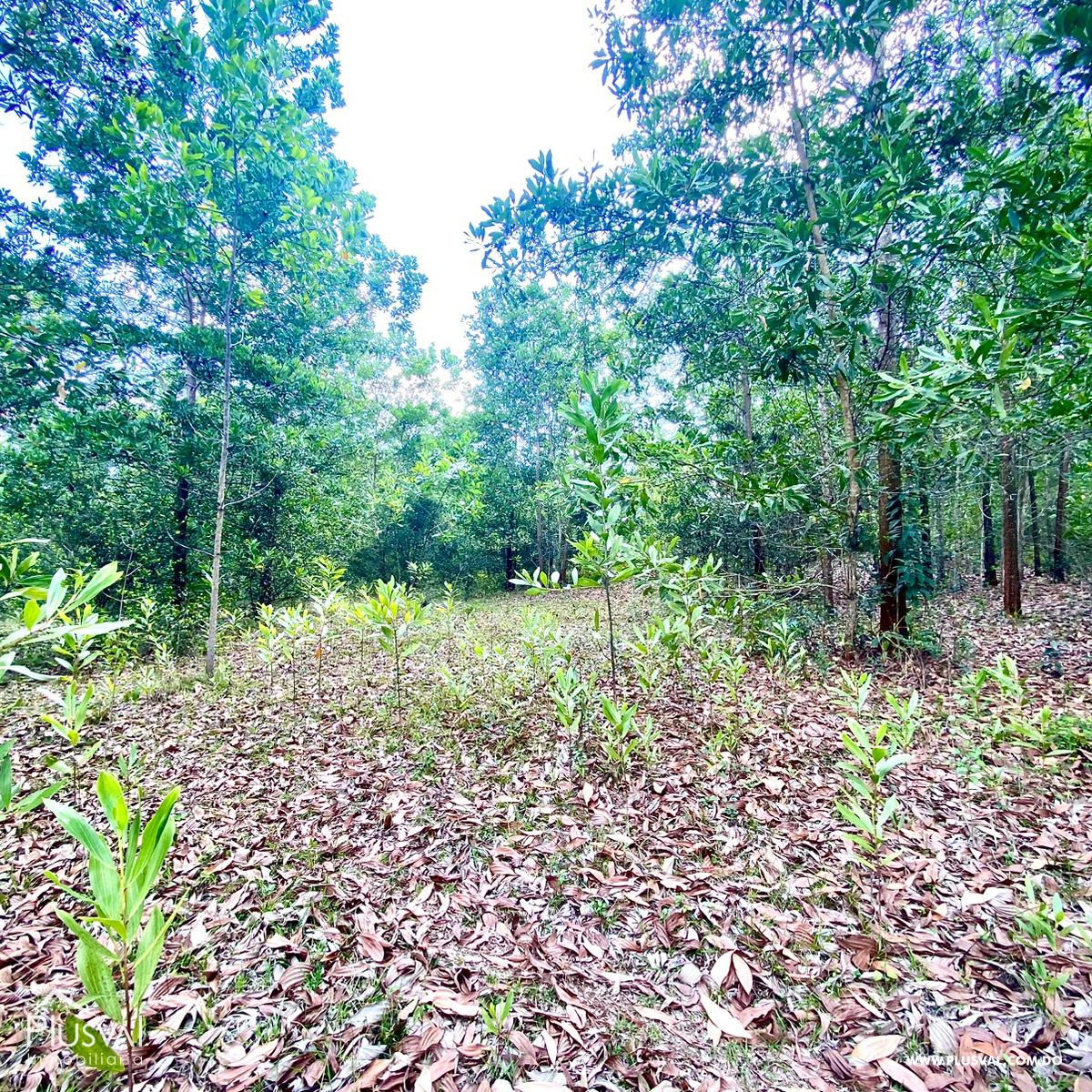 Gran Terreno en Yamasa Para Venta 275146