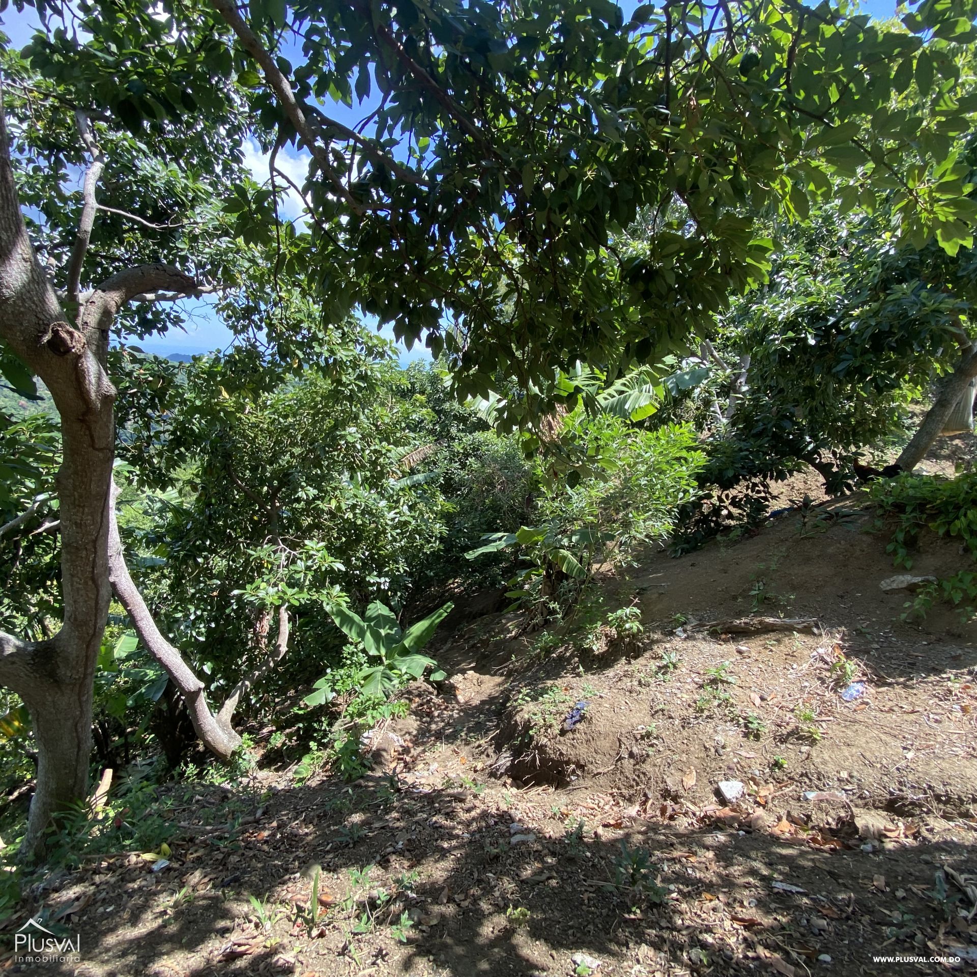 Finca de Aguacates en Producción de Venta 383746