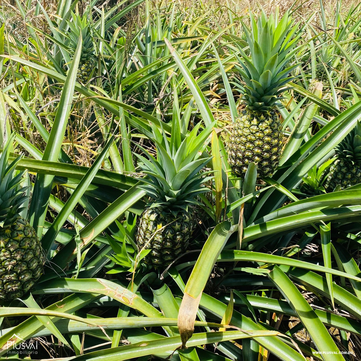 Venta de Finca Agrícola y Minera en Cotuí 232858