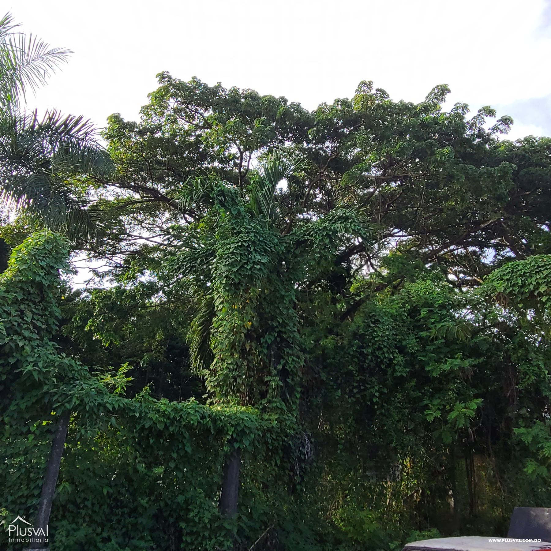 Solar de 2500 m2 en Venta, Arroyo Hondo 240270
