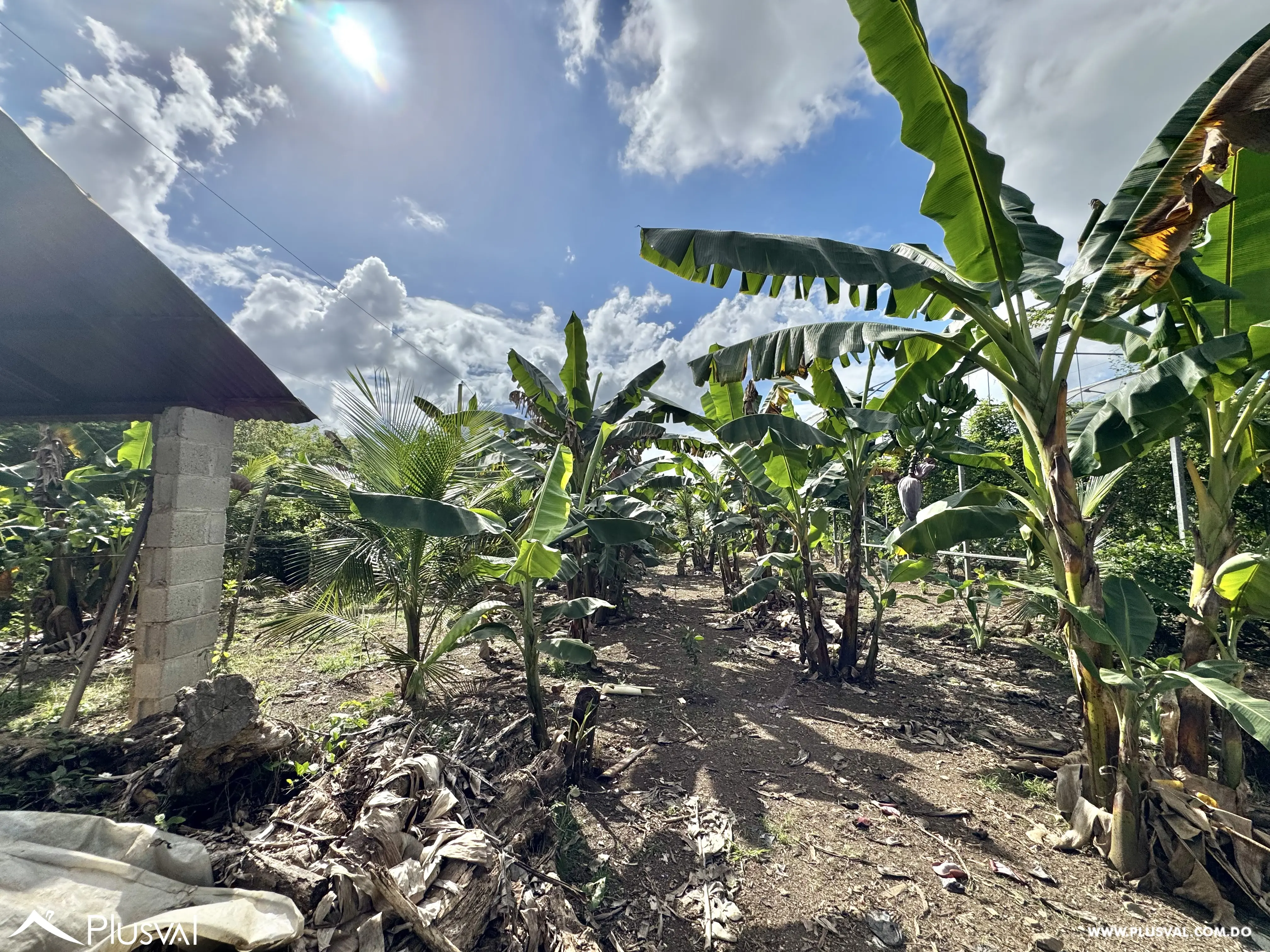 Vendo Maravillosa Finca con Importantes Mejoras en Pedro barnd 479765