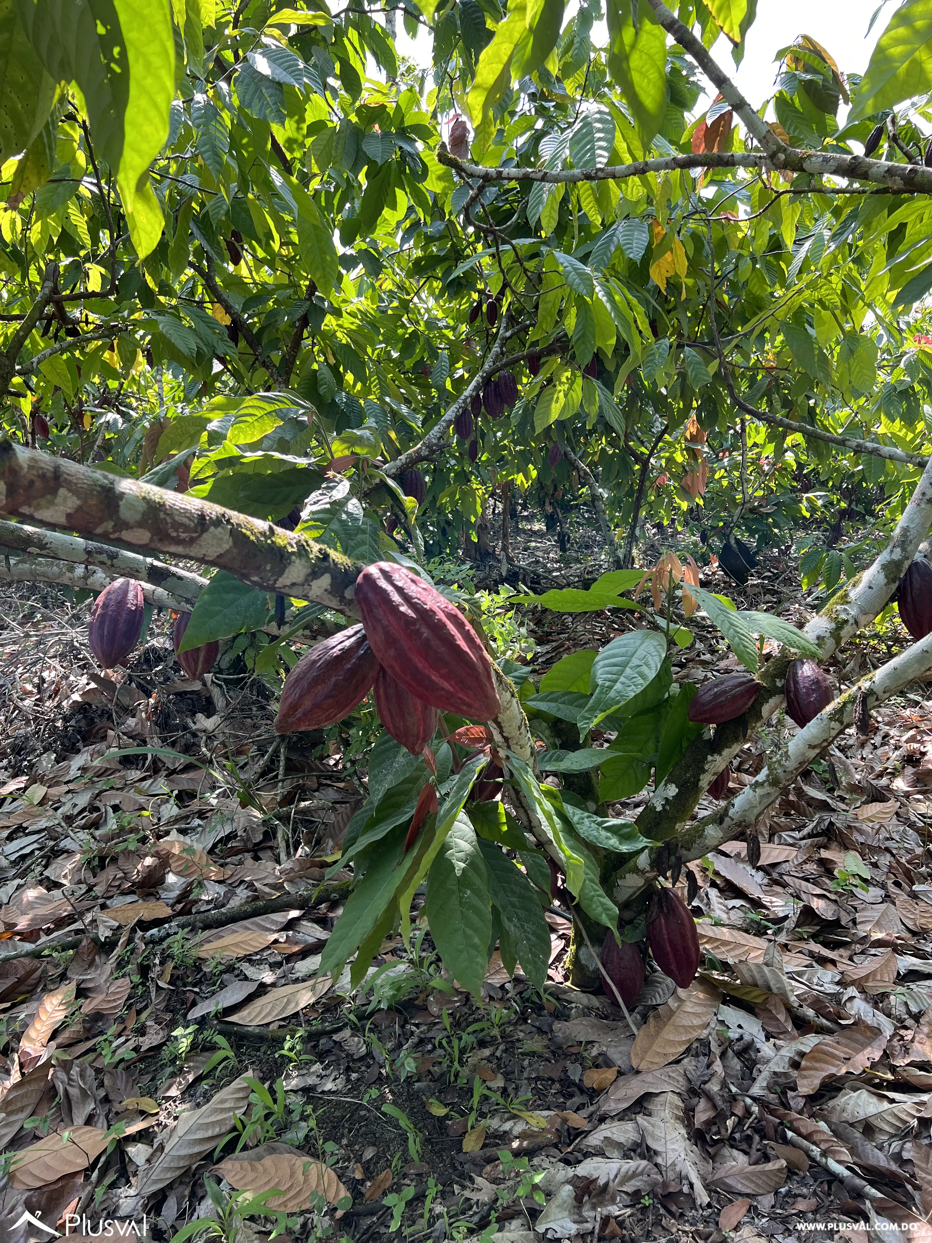 Finca de Cacao Orgánico Certificado en Venta en San Francisco de Macoris 506975