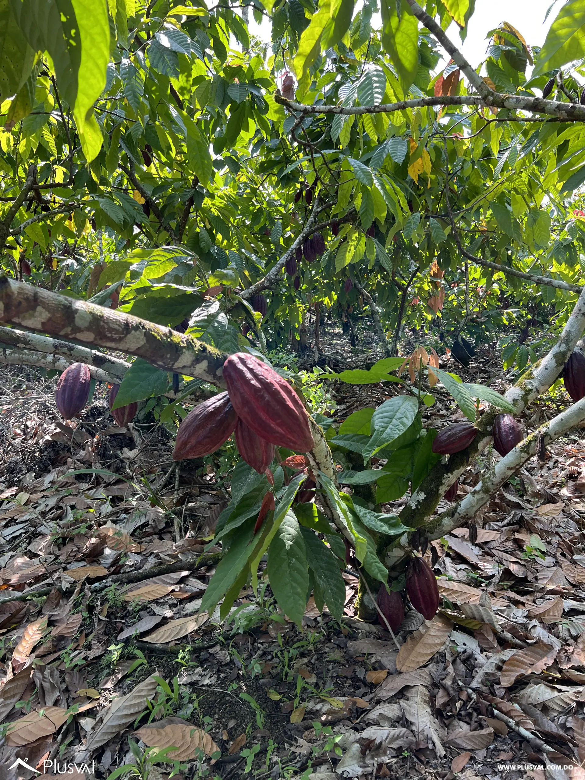Finca de Cacao Orgánico Certificado en Venta en San Francisco de Macoris 506975